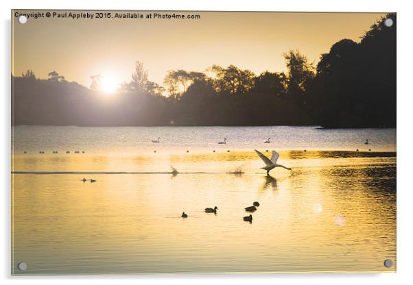 Swan Flight on Bolam Lake Acrylic by Paul Appleby