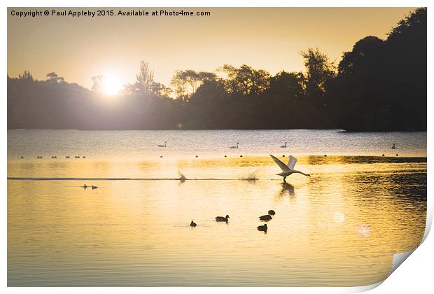  Swan Flight on Bolam Lake Print by Paul Appleby