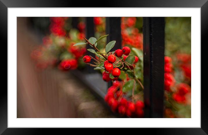  Rowan Berries. Framed Mounted Print by Peter Bunker