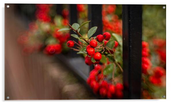  Rowan Berries. Acrylic by Peter Bunker
