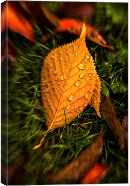  Autumn Leaf After Rain. Canvas Print by Peter Bunker