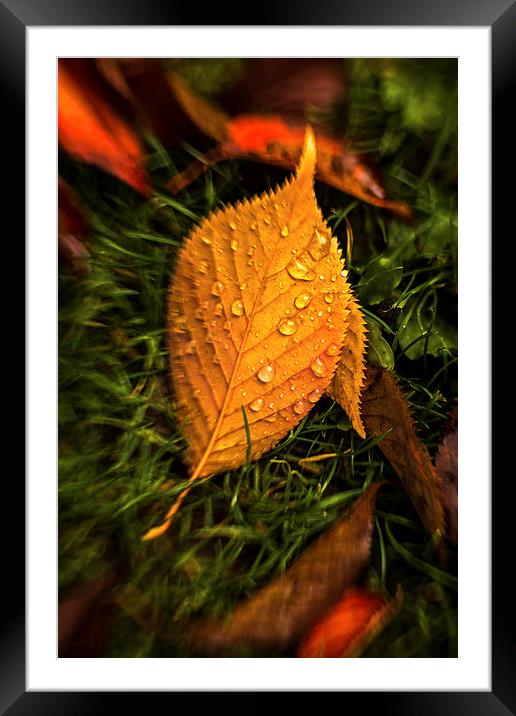  Autumn Leaf After Rain. Framed Mounted Print by Peter Bunker