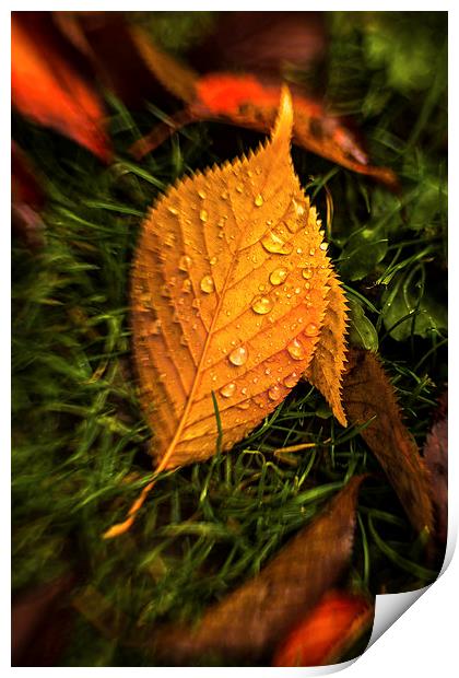  Autumn Leaf After Rain. Print by Peter Bunker