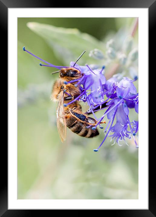 The Pollinator.  Framed Mounted Print by Peter Bunker