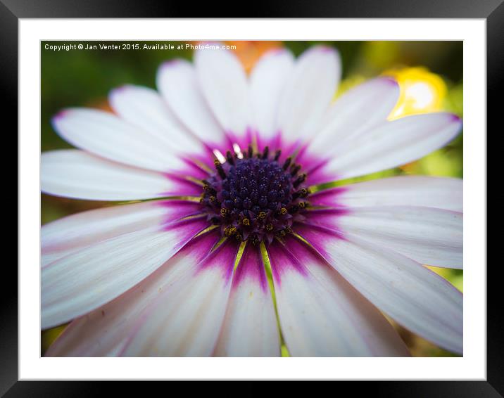  White and purple Framed Mounted Print by Jan Venter