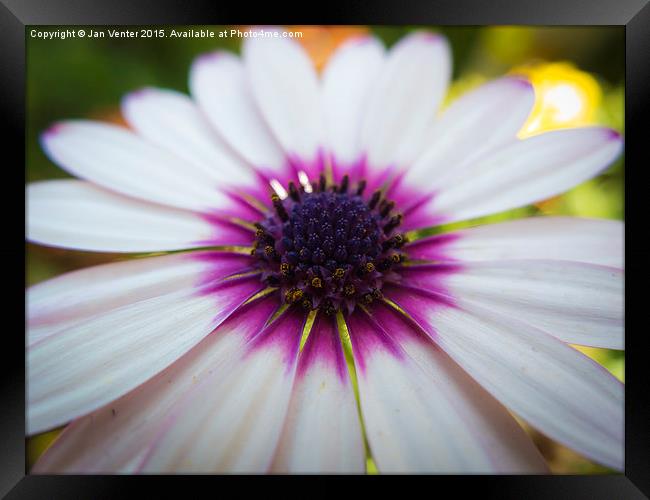  White and purple Framed Print by Jan Venter