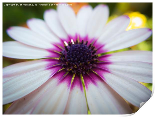  White and purple Print by Jan Venter