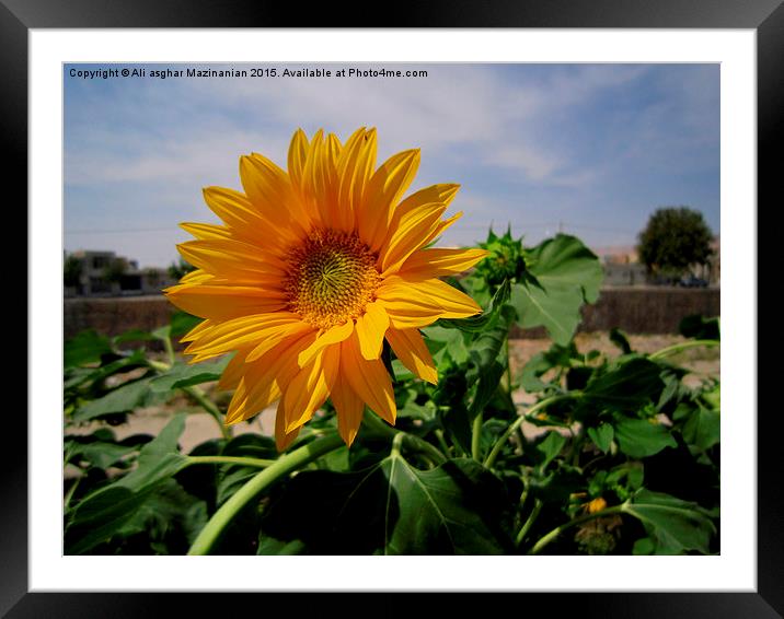  Smiling at you, Framed Mounted Print by Ali asghar Mazinanian