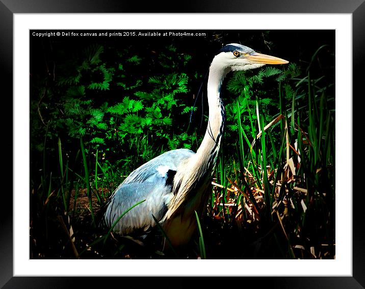  Grey heron Framed Mounted Print by Derrick Fox Lomax