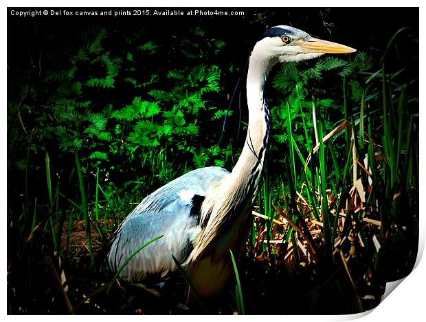  Grey heron Print by Derrick Fox Lomax