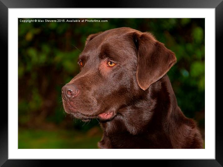  Chocolate Labrador Framed Mounted Print by Max Stevens