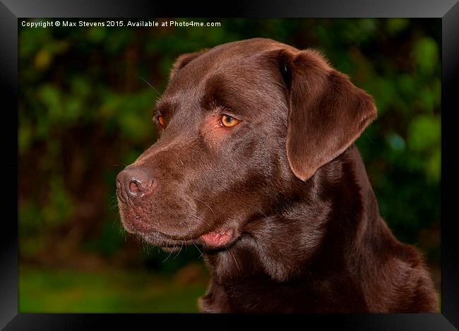  Chocolate Labrador Framed Print by Max Stevens