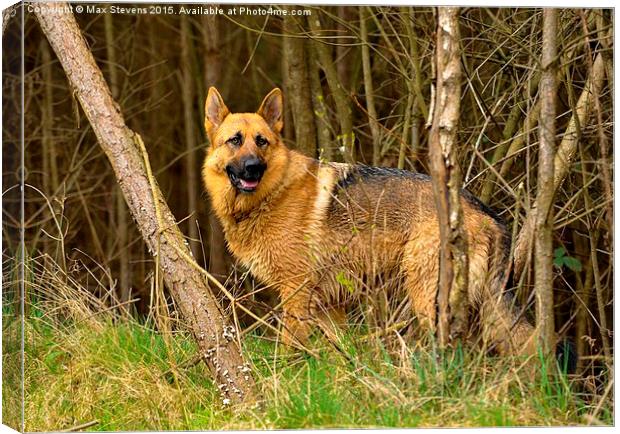  German Shepherd in the woodland Canvas Print by Max Stevens