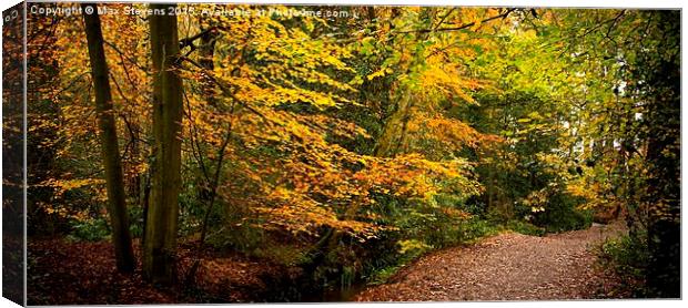  Autumn Beech Tree walk Canvas Print by Max Stevens