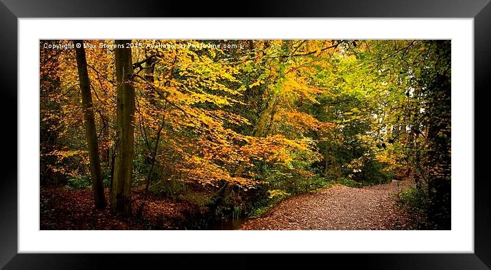  Autumn Beech Tree walk Framed Mounted Print by Max Stevens