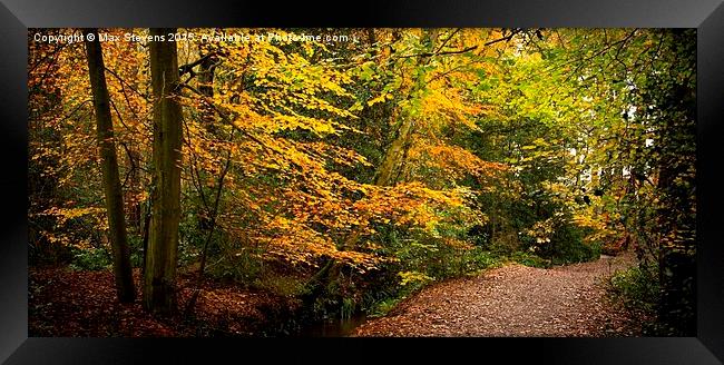  Autumn Beech Tree walk Framed Print by Max Stevens