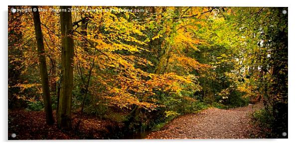  Autumn Beech Tree walk Acrylic by Max Stevens