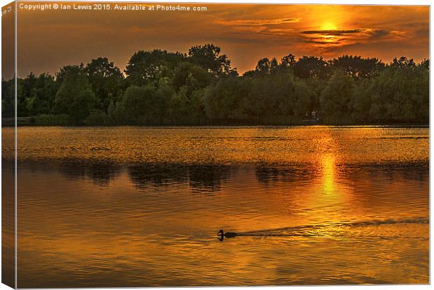  Last Duck Of The Day Canvas Print by Ian Lewis