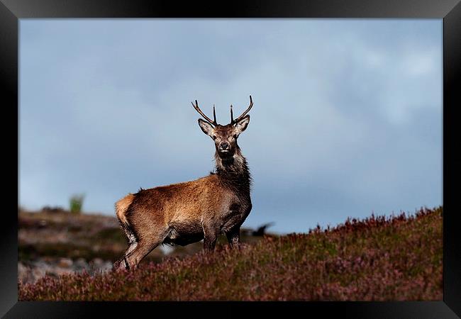   Red Deer Stag Framed Print by Macrae Images