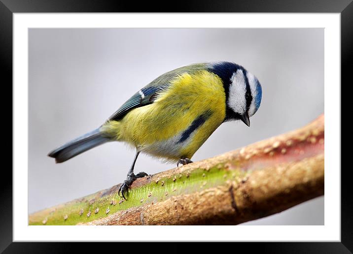    Blue Tit Framed Mounted Print by Macrae Images