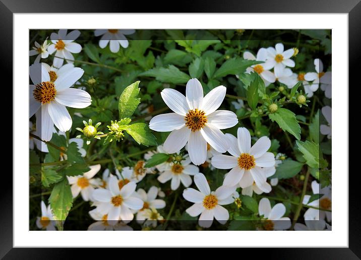  bright white petals Framed Mounted Print by Marinela Feier