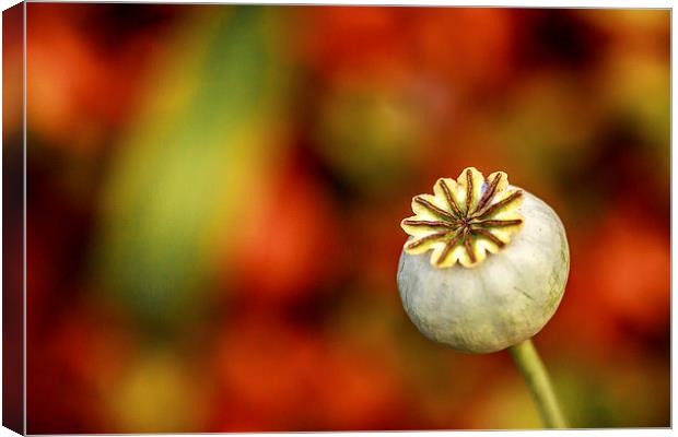  Poppy Seed Head. Canvas Print by Peter Bunker