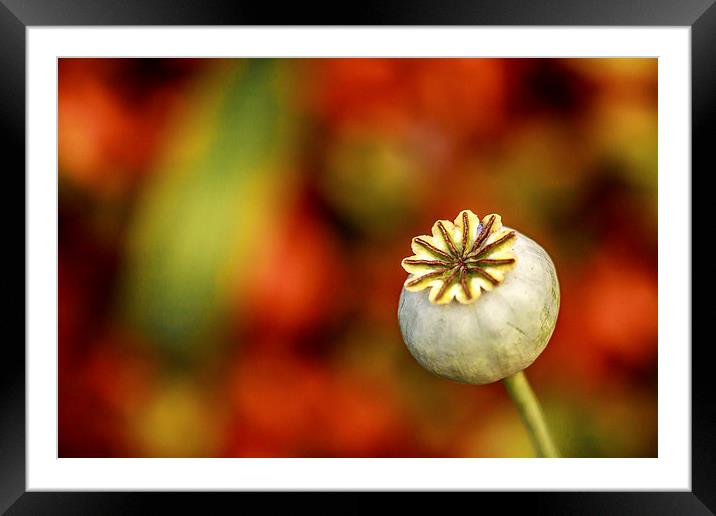  Poppy Seed Head. Framed Mounted Print by Peter Bunker