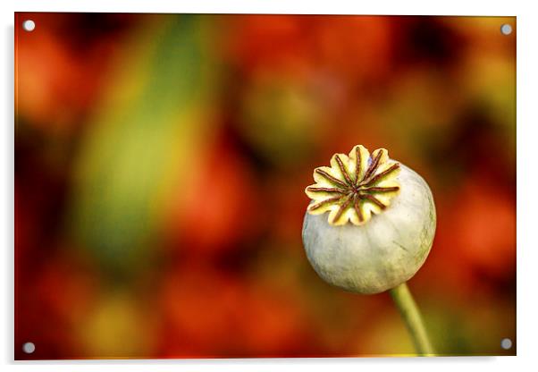  Poppy Seed Head. Acrylic by Peter Bunker