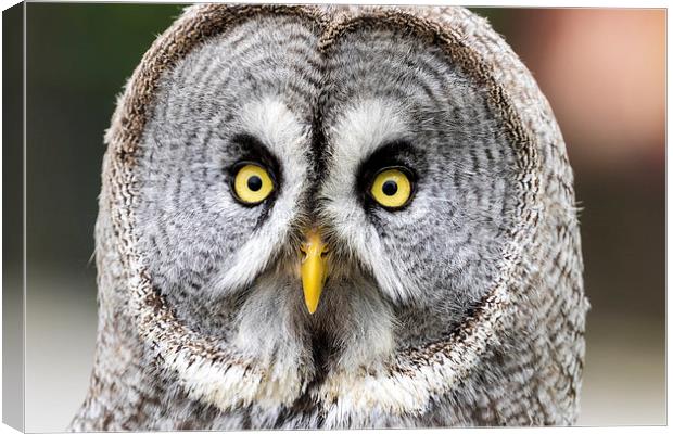 great grey owl Canvas Print by Kelvin Rumsby