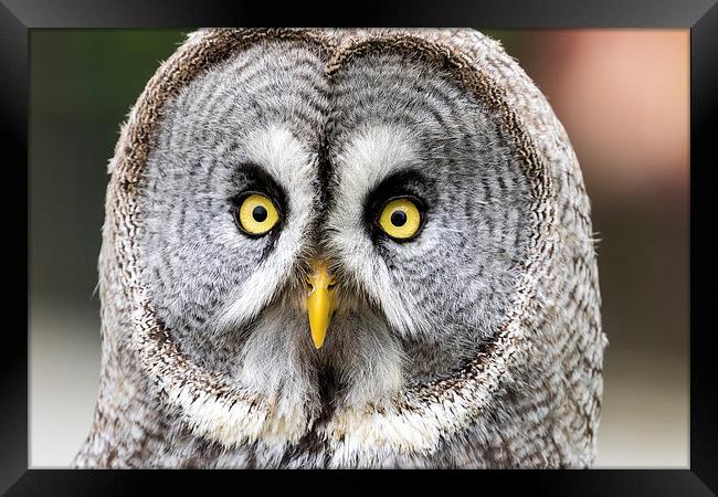  great grey owl Framed Print by Kelvin Rumsby