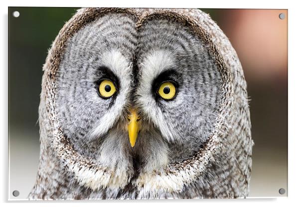  great grey owl Acrylic by Kelvin Rumsby