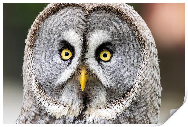  great grey owl Print by Kelvin Rumsby