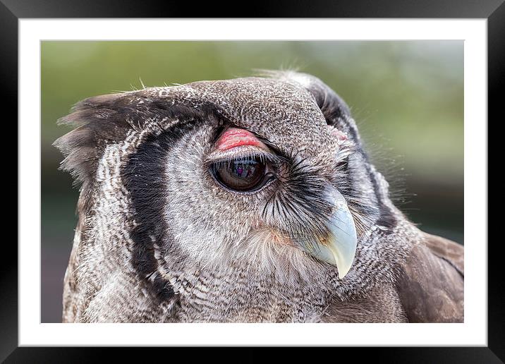  milky owl Framed Mounted Print by Kelvin Rumsby