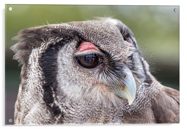  milky owl Acrylic by Kelvin Rumsby