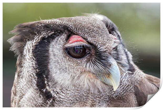  milky owl Print by Kelvin Rumsby