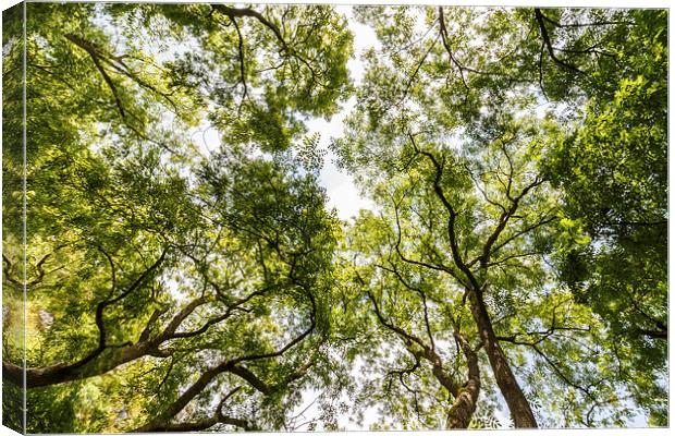 Looking through the tree canopy Canvas Print by Chris Warham