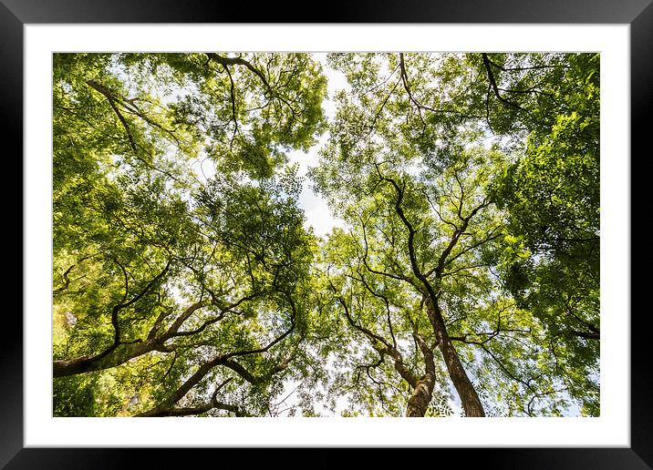 Looking through the tree canopy Framed Mounted Print by Chris Warham