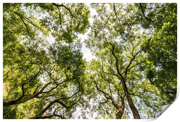 Looking through the tree canopy Print by Chris Warham