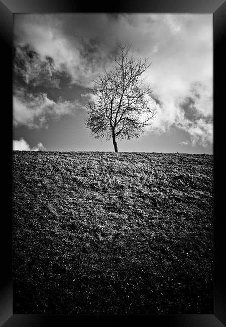 Tree Framed Print by Jean-François Dupuis