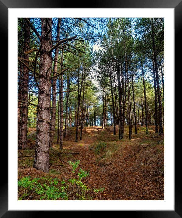 Holkham Woods Framed Mounted Print by Alan Simpson