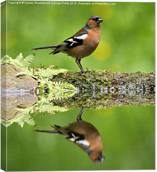 Common Chaffinch, Fringilla coelebs, male Canvas Print by Louise Heusinkveld