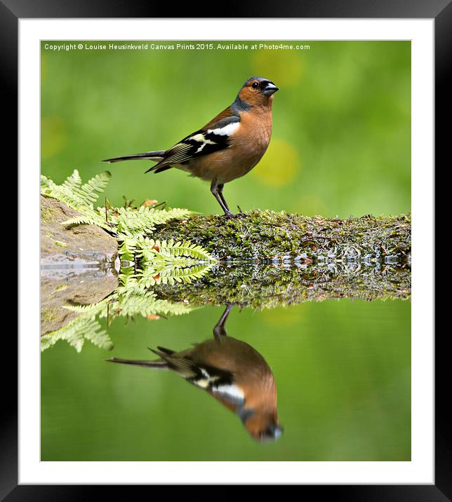 Common Chaffinch, Fringilla coelebs, male Framed Mounted Print by Louise Heusinkveld
