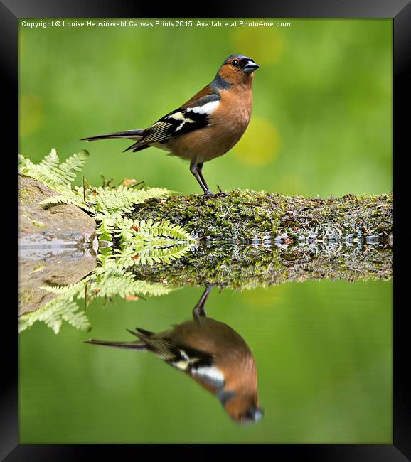 Common Chaffinch, Fringilla coelebs, male Framed Print by Louise Heusinkveld