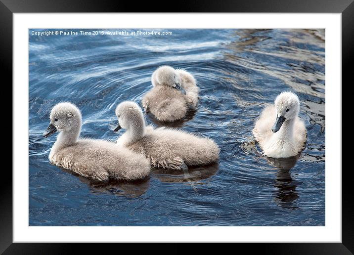  Cygnets Framed Mounted Print by Pauline Tims