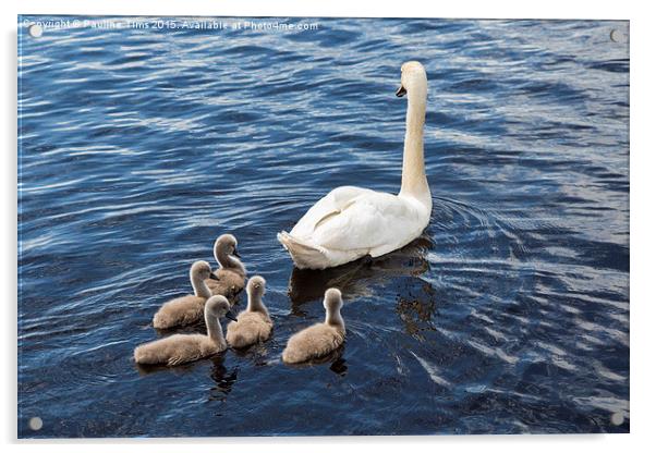  The Swan Family Acrylic by Pauline Tims