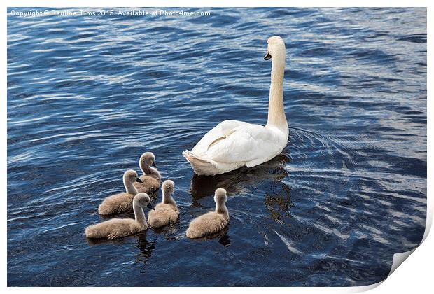  The Swan Family Print by Pauline Tims