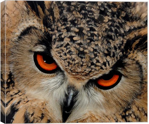  Bengal Eagle Owl Canvas Print by Harvey Hudson