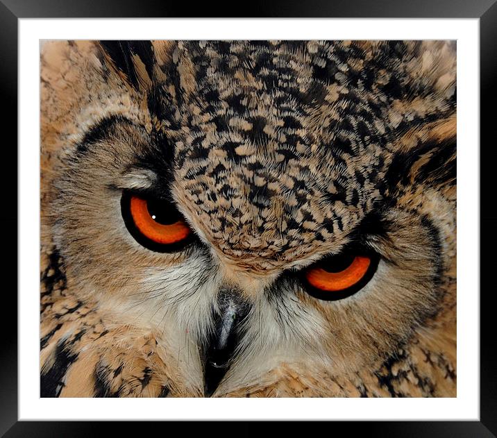  Bengal Eagle Owl Framed Mounted Print by Harvey Hudson