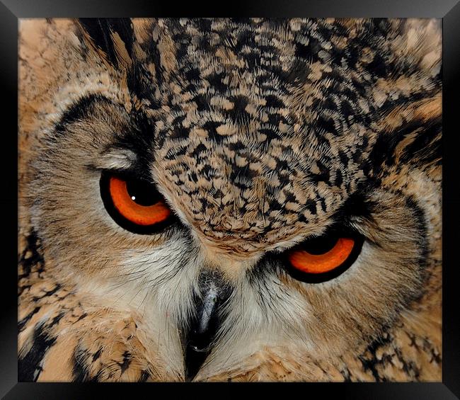  Bengal Eagle Owl Framed Print by Harvey Hudson
