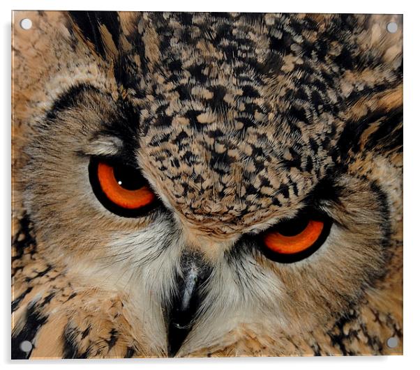  Bengal Eagle Owl Acrylic by Harvey Hudson